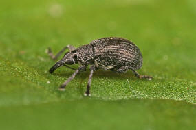 Betulapion simile / Birken-Spitzmausrssler / Spitzmausrssler - Apionidae / berfamilie: Curculionoidea