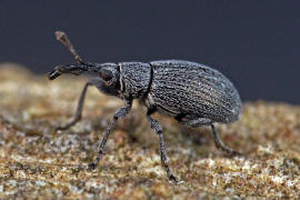 Catapion seniculus / Bleifarbener Klee-Spitzmausrssler / Spitzmausrssler - Apionidae / berfamilie: Rsselkfer - Curculionoidea