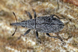 Catapion seniculus / Bleifarbener Klee-Spitzmausrssler / Spitzmausrssler - Apionidae / berfamilie: Rsselkfer - Curculionoidea