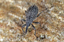 Catapion seniculus / Bleifarbener Klee-Spitzmausrssler / Spitzmausrssler - Apionidae / berfamilie: Rsselkfer - Curculionoidea