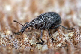 Catapion seniculus / Bleifarbener Klee-Spitzmausrssler / Spitzmausrssler - Apionidae / berfamilie: Rsselkfer - Curculionoidea