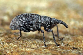 Catapion seniculus / Bleifarbener Klee-Spitzmausrssler / Spitzmausrssler - Apionidae / berfamilie: Rsselkfer - Curculionoidea