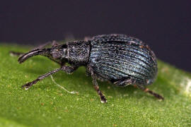 Holotrichapion pisi / Luzerne-Knospenrssler / Spitzmausrssler - Apionidae / berfamilie: Rsselkfer - Curculionoidea