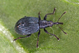 Holotrichapion pisi / Luzerne-Knospenrssler / Spitzmausrssler - Apionidae / berfamilie: Rsselkfer - Curculionoidea