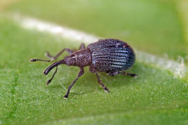 Holotrichapion pisi / Luzerne-Knospenrssler / Spitzmausrssler - Apionidae / berfamilie: Rsselkfer - Curculionoidea