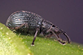 Holotrichapion pisi / Luzerne-Knospenrssler / Spitzmausrssler - Apionidae / berfamilie: Rsselkfer - Curculionoidea