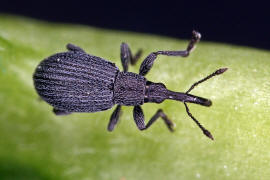 Ischnopterapion loti / Gewhnlicher Hornklee-Spitzmausrssler / Spitzmausrssler - Apionidae / berfamilie: Rsselkfer - Curculionoidea