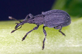 Ischnopterapion loti / Gewhnlicher Hornklee-Spitzmausrssler / Spitzmausrssler - Apionidae / berfamilie: Rsselkfer - Curculionoidea