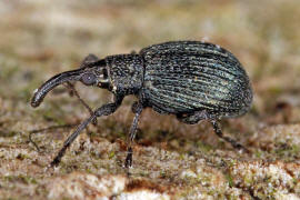 Ischnopterapion virens / Grner Klee-Spitzmausrssler / Spitzmausrssler - Apionidae / berfamilie: Rsselkfer - Curculionoidea