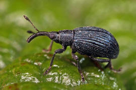 Ischnopterapion virens / Grner Klee-Spitzmausrssler / Spitzmausrssler - Apionidae / berfamilie: Rsselkfer - Curculionoidea