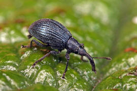 Ischnopterapion virens / Grner Klee-Spitzmausrssler / Spitzmausrssler - Apionidae / berfamilie: Rsselkfer - Curculionoidea