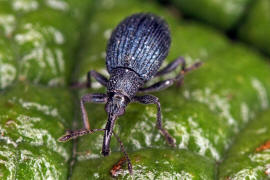 Ischnopterapion virens / Grner Klee-Spitzmausrssler / Spitzmausrssler - Apionidae / berfamilie: Rsselkfer - Curculionoidea