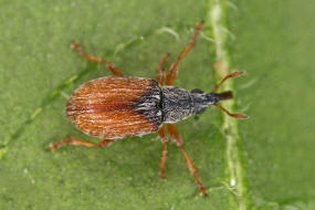 Malvapion malvae / Zweifarbiges Malven-Spitzmuschen / Spitzmausrssler - Apionidae / berfamilie: Rsselkfer - Curculionoidea