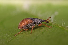 Malvapion malvae / Zweifarbiges Malven-Spitzmuschen / Spitzmausrssler - Apionidae / berfamilie: Rsselkfer - Curculionoidea