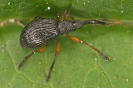 Protapion assimile / Gewhnlicher Klee-Spitzmausrssler / Spitzmausrssler - Apionidae / berfamilie: Rsselkfer - Curculionoidea