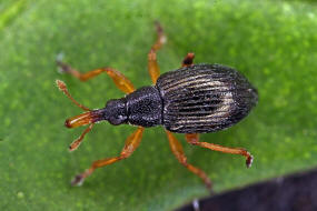 Pseudapion rufirostre / Gelbrssliger Malven-Spitzmausrssler / Spitzmausrssler - Apionidae / berfamilie: Curculionoidea