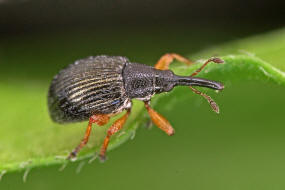 Pseudapion rufirostre / Gelbrssliger Malven-Spitzmausrssler / Spitzmausrssler - Apionidae / berfamilie: Curculionoidea