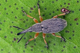 Rhopalapion longirostre / "Langrssliges Stockrosen-Spitzmuschen" / Spitzmausrssler - Apionidae / berfamilie: Rsselkfer - Curculionoidea