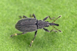 Squamapion flavimanum / Kleiner Majoran-Spitzmausrssler / Spitzmausrssler - Apionidae / berfamilie: Rsselkfer - Curculionoidea