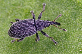 Squamapion flavimanum / Kleiner Majoran-Spitzmausrssler / Spitzmausrssler - Apionidae / berfamilie: Rsselkfer - Curculionoidea