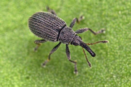 Squamapion flavimanum / Kleiner Majoran-Spitzmausrssler / Spitzmausrssler - Apionidae / berfamilie: Rsselkfer - Curculionoidea