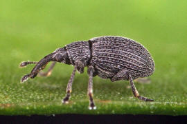 Squamapion flavimanum / Kleiner Majoran-Spitzmausrssler / Spitzmausrssler - Apionidae / berfamilie: Rsselkfer - Curculionoidea