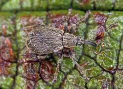 Trichopterapion holosericeum / Hainbuchen-Spitzmausrssler / Spitzmausrssler - Apionidae / berfamilie: Rsselkfer - Curculionoidea