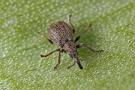 Trichopterapion holosericeum / Hainbuchen-Spitzmausrssler / Spitzmausrssler - Apionidae / berfamilie: Rsselkfer - Curculionoidea