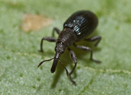 Aspidapion validum (syn. Apion validum) / Krftiger Stockrosen-Spitzmausrssler, auch Geradrssliges Stockrosen-Spitzmuschen / Spitzmausrssler - Apionidae / berfamilie: Rsselkfer - Curculionoidea