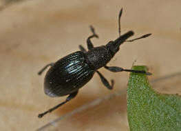 Aspidapion validum (syn. Apion validum) / Krftiger Stockrosen-Spitzmausrssler, auch Geradrssliges Stockrosen-Spitzmuschen / Spitzmausrssler - Apionidae / berfamilie: Rsselkfer - Curculionoidea