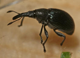 Aspidapion validum (syn. Apion validum) / Krftiger Stockrosen-Spitzmausrssler, auch Geradrssliges Stockrosen-Spitzmuschen / Spitzmausrssler - Apionidae / berfamilie: Rsselkfer - Curculionoidea