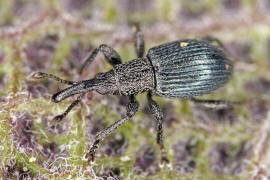 Ceratapion onopordi / Eselsdistel-Spitzmausrssler / Spitzmausrssler - Apionidae / berfamilie: Rsselkfer - Curculionoidea