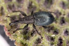 Ceratapion onopordi / Eselsdistel-Spitzmausrssler / Spitzmausrssler - Apionidae / berfamilie: Rsselkfer - Curculionoidea