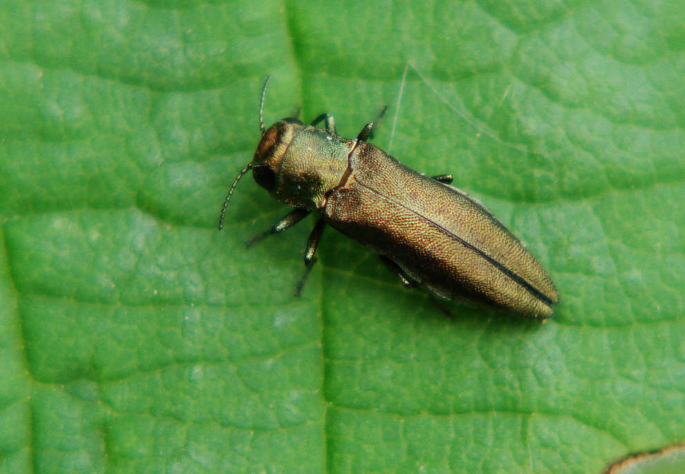 Agrilus spec. / Prachtkäfer / Prachtkäfer - Buprestidae - Agrilinae