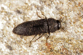 Acmaeodera (Acmaeotethya) crinita ssp. crinita, Spinola, 1838 / Prachtkfer - Buprestidae - Polycestinae