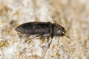 Acmaeodera (Acmaeotethya) crinita ssp. crinita, Spinola, 1838 / Prachtkfer - Buprestidae - Polycestinae