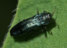 Agrilus cyanescens  / Heckenkirschen Prachtkfer / Prachtkfer - Buprestidae - Agrilinae