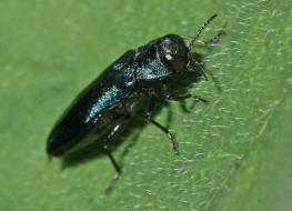 Agrilus cyanescens  / Heckenkirschen Prachtkfer / Prachtkfer - Buprestidae - Agrilinae