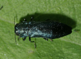 Agrilus cyanescens  / Heckenkirschen Prachtkfer / Prachtkfer - Buprestidae - Agrilinae