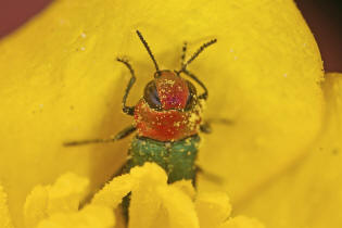 Anthaxia nitidula / Glnzender Eckschild-Prachtkfer / Zierlicher Prachtkfer / Prachtkfer - Buprestidae - Buprestinae