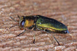 Anthaxia nitidula / Glnzender Eckschild-Prachtkfer / Zierlicher Prachtkfer / Prachtkfer - Buprestidae - Buprestinae