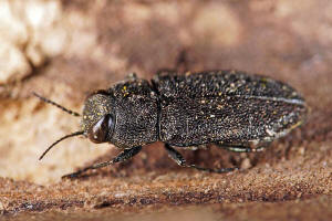 Anthaxia similis / Weihaariger Eckschild-Prachtkfer / Prachtkfer - Buprestidae - Buprestinae