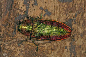 Scintillatrix rutilans / Groer Linden-Prachtkfer / Prachtkfer - Buprestidae - Chrysochroinae