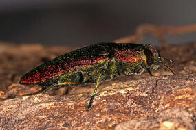 Scintillatrix rutilans / Groer Linden-Prachtkfer / Prachtkfer - Buprestidae - Chrysochroinae