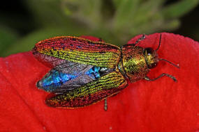 Scintillatrix rutilans / Groer Linden-Prachtkfer / Prachtkfer - Buprestidae - Chrysochroinae