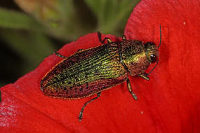 Scintillatrix rutilans / Groer Linden-Prachtkfer / Prachtkfer - Buprestidae - Chrysochroinae