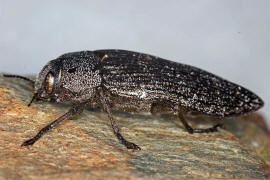 Thurntaxisia alexandri / Ohne deutschen Namen / Prachtkfer - Buprestidae - Polycestinae