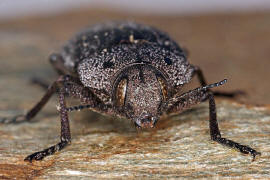 Thurntaxisia alexandri / Ohne deutschen Namen / Prachtkfer - Buprestidae - Polycestinae