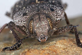 Thurntaxisia alexandri / Ohne deutschen Namen / Prachtkfer - Buprestidae - Polycestinae