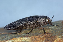 Thurntaxisia alexandri / Ohne deutschen Namen / Prachtkfer - Buprestidae - Polycestinae